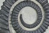 Devonian Ammonite (Anetoceras) - Morocco #99900-1